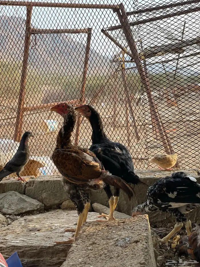 دجاج سندي بيور فاخر 24