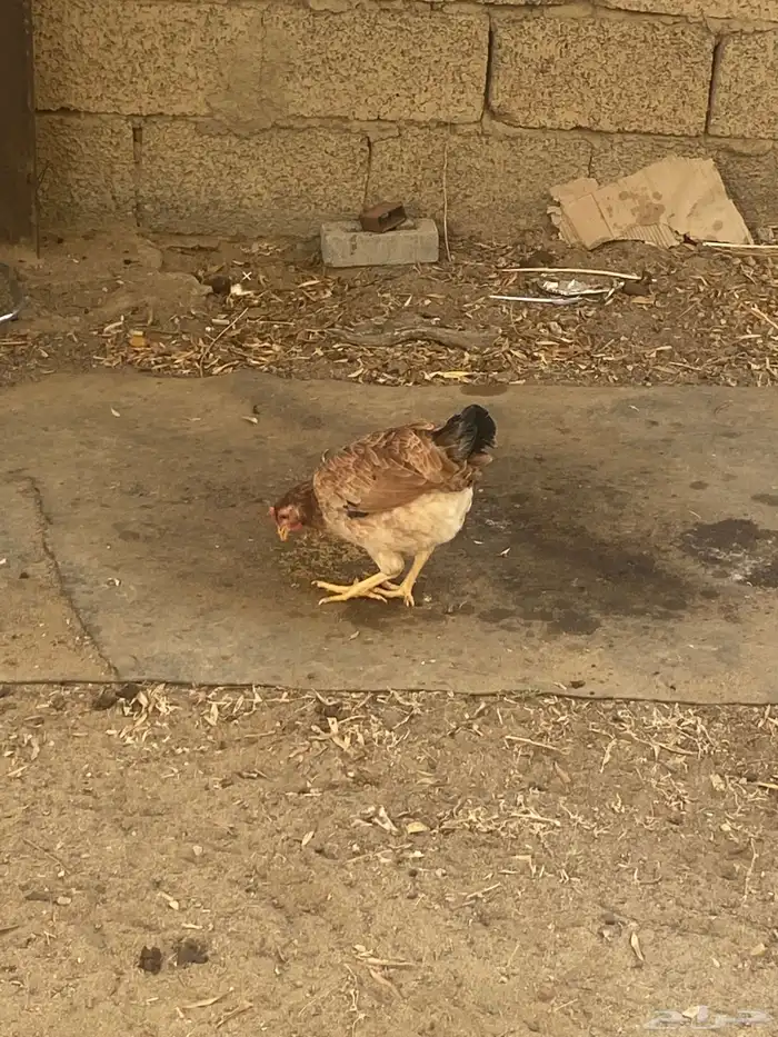 دجاج بلدي كفو 7