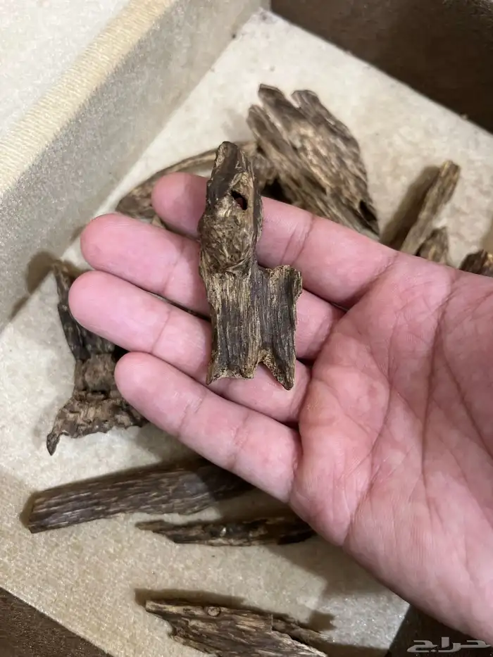 عود كلمنتان مالينو دبل سوبر ثقيل نقوة 1