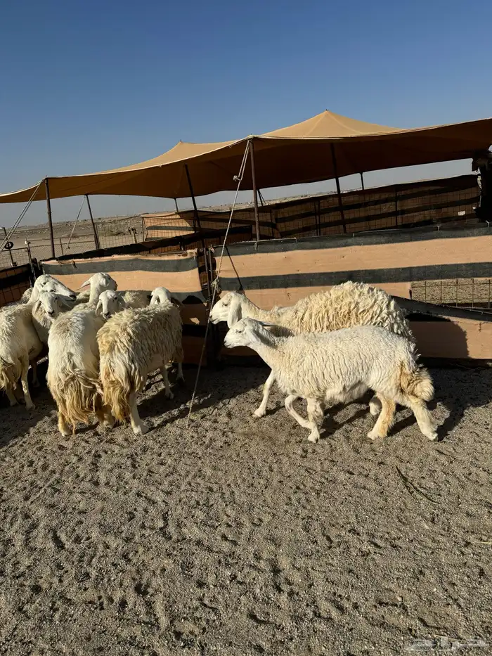 حريات صنف ومقاني 2