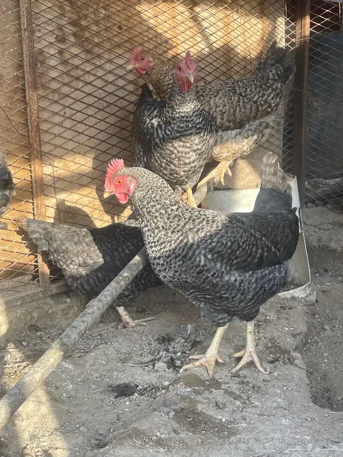 دجاج تركي بيور حجم جانبو 0