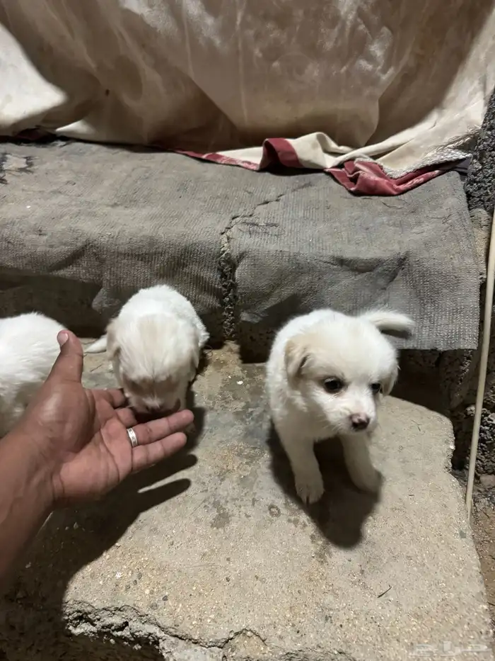 جرو مالتيز 0