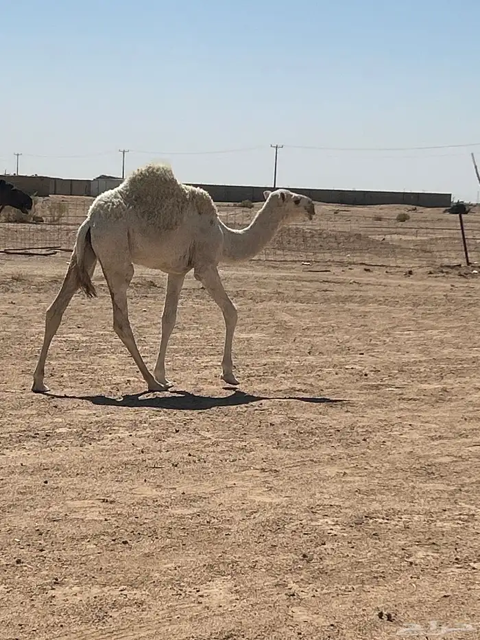 للبيع اعشراء وضحى 4