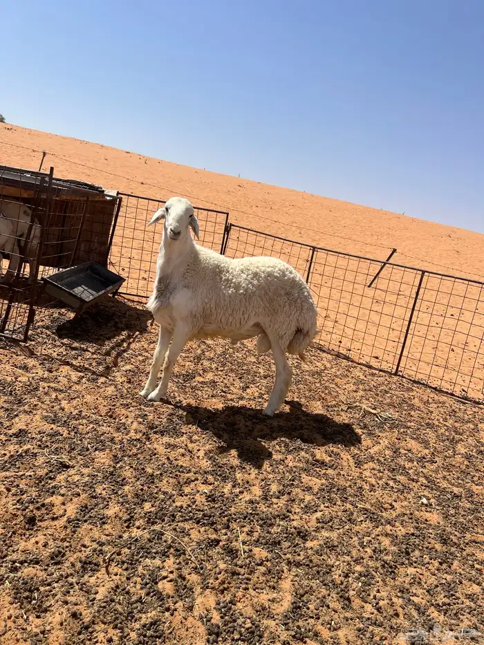 طلي جذع حري صنف مشروط 0