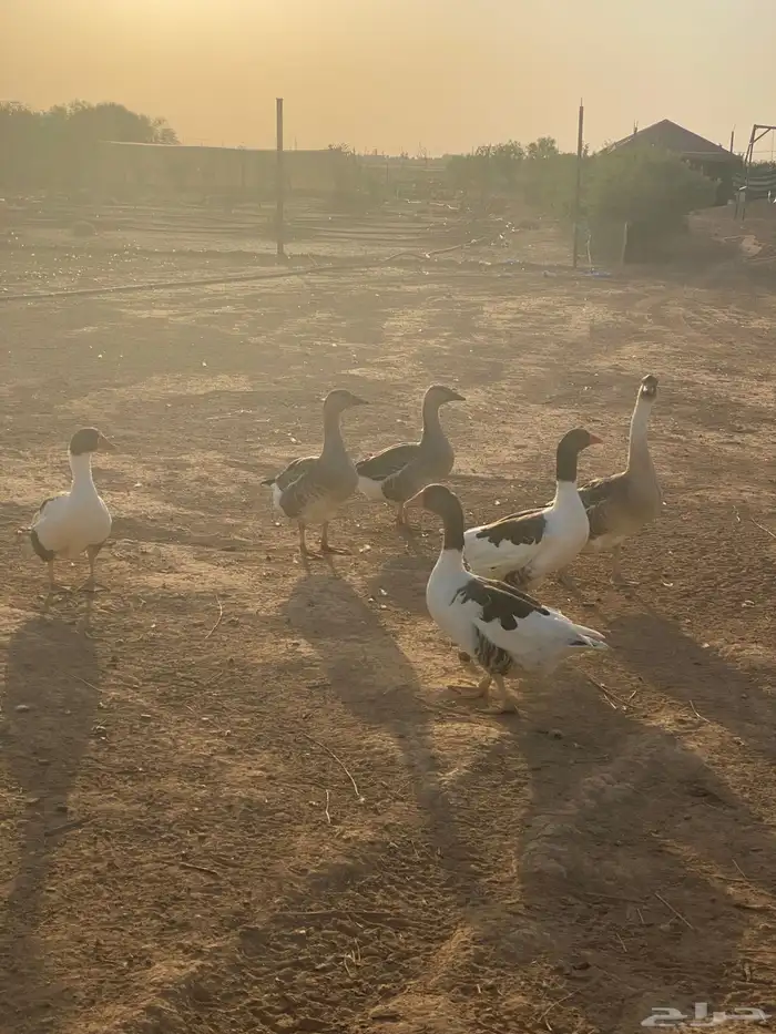 وز عراقي   بلدي 0