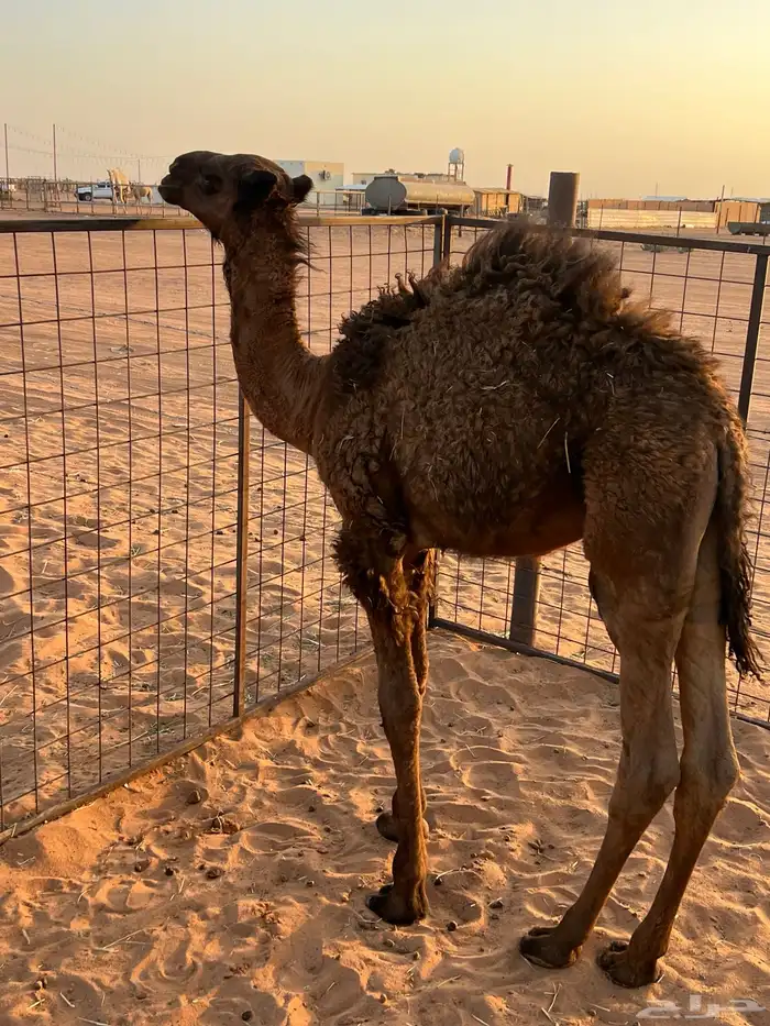 للبيع 1