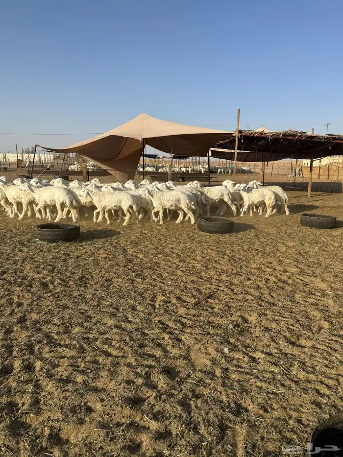 رخال حريات جذعات حرش 65 7