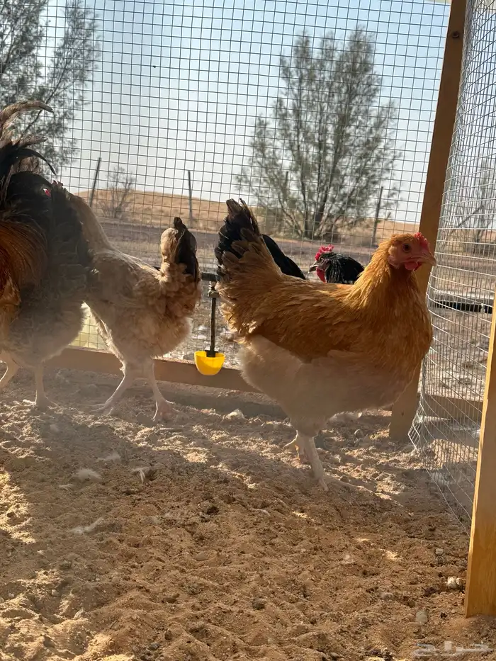 بيض دجاج تركي مخصب للتفقيس أو للأكل 3
