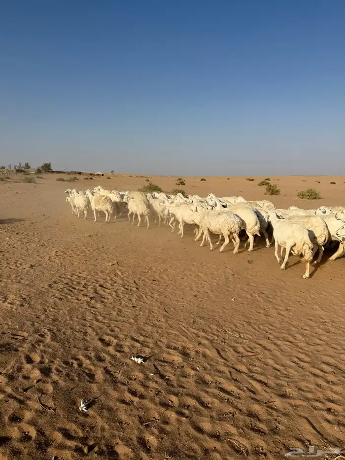 غنم حريات حرش مراح 50 راس بالفحل 1