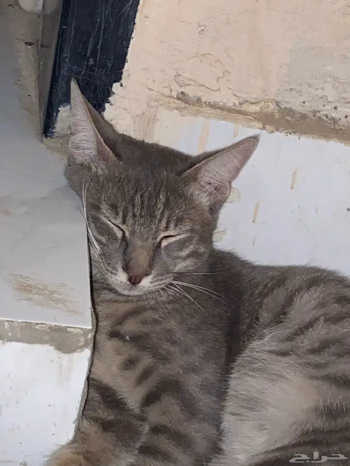 قطوه مفقودة في حي المحمدية الي يتعرف راعيه ياكلمن الجنس ذكر 4