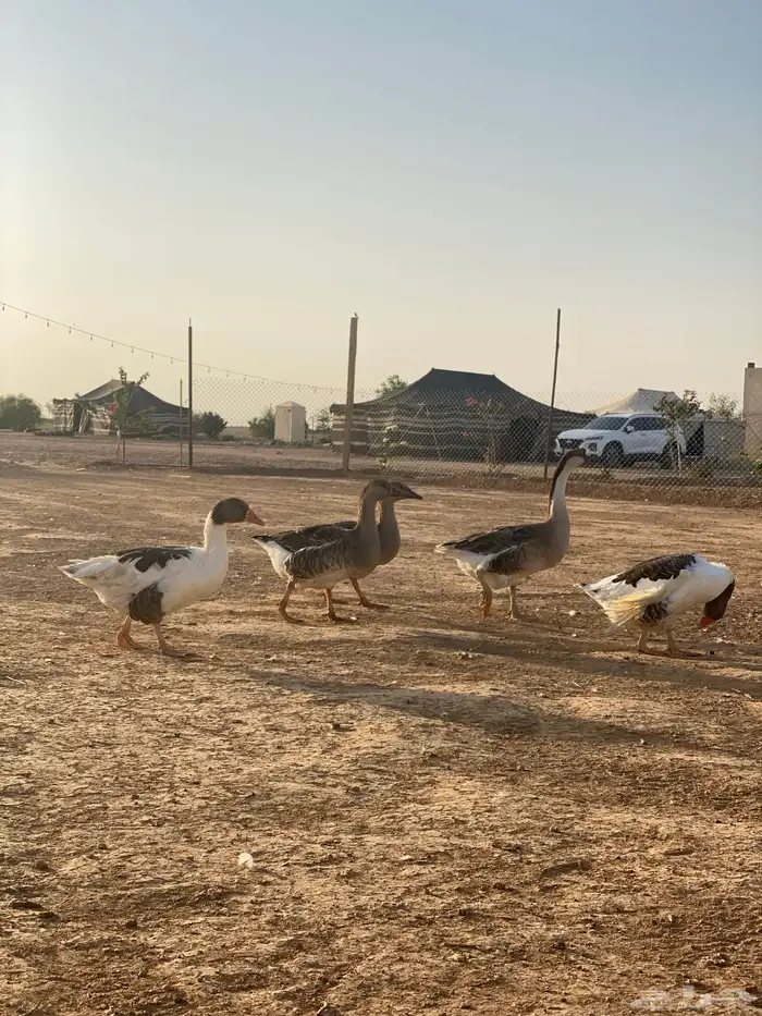 وز عراقي   بلدي 1
