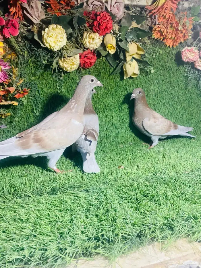 للبيع طبات زواجل 3