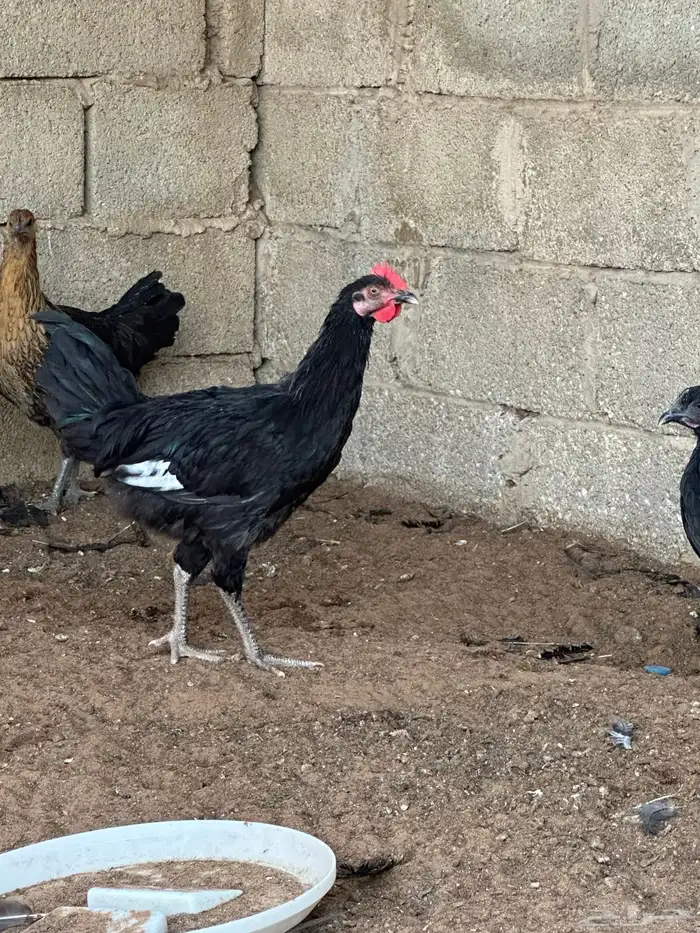 دجاج تركي اسود 6