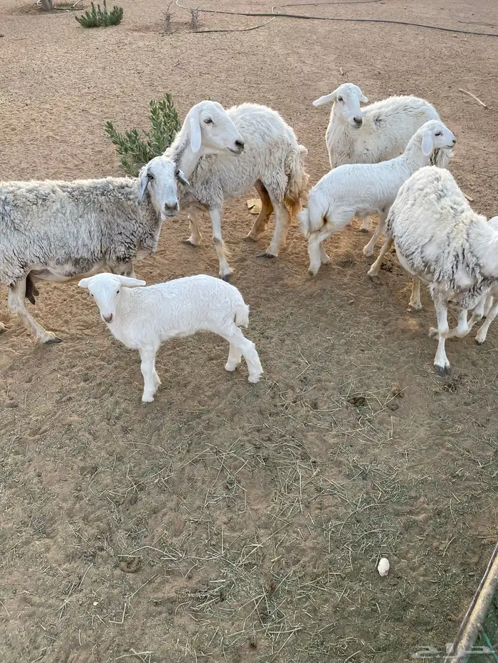 مراح حريات 1
