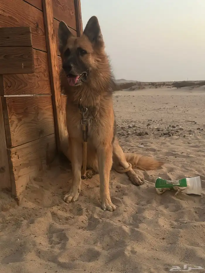 جيرمن وورك لاين ذكر 1