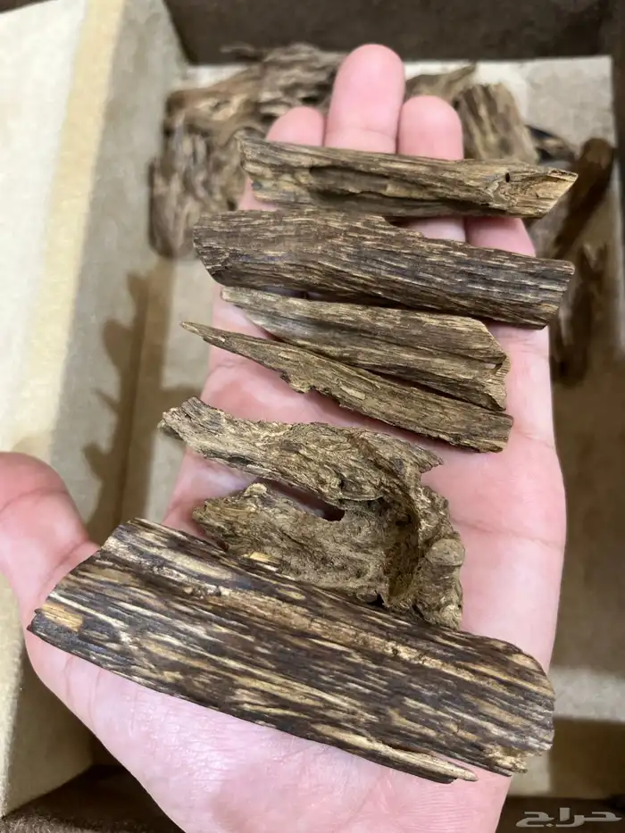 عود كلمنتان مالينو دبل سوبر ثقيل نقوة 7