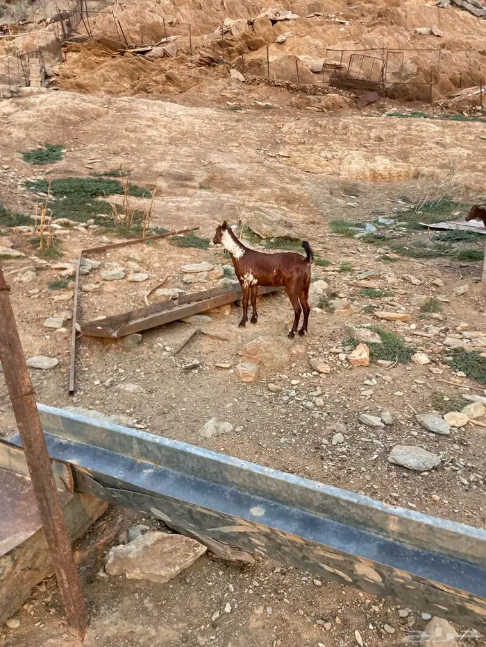 معزا اوشح للتواصل على الرقم الموجود تم البيع 0