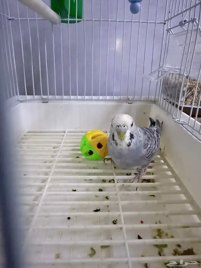 عصفور بادجي اليف 0