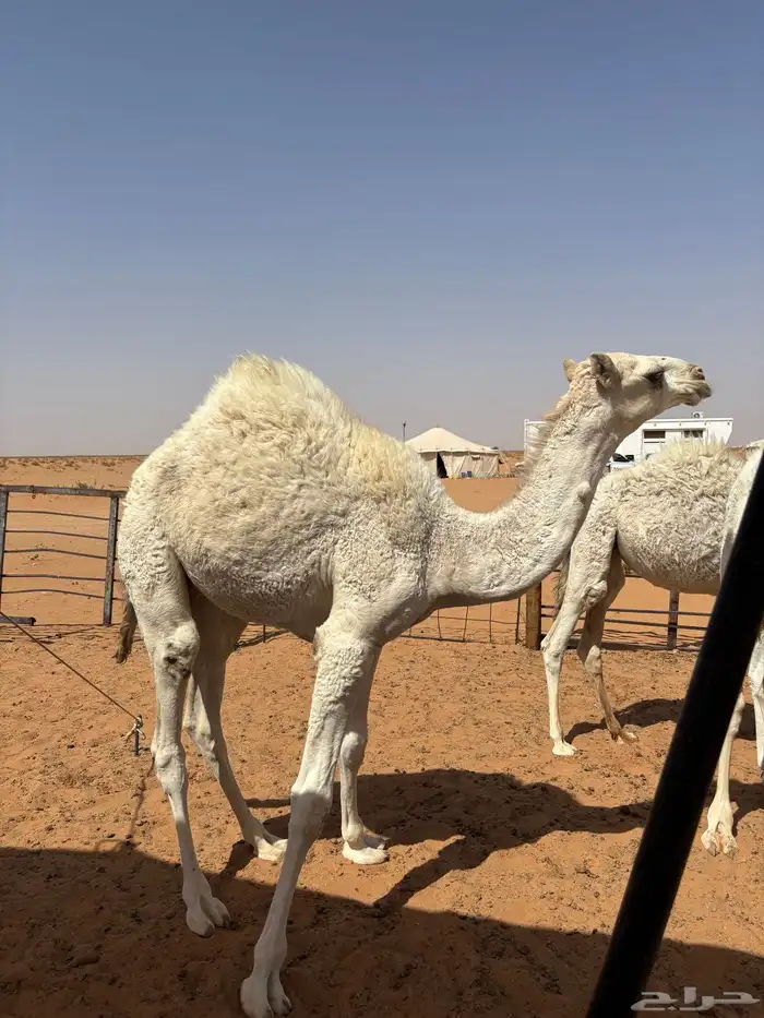 حاشي لباني 0