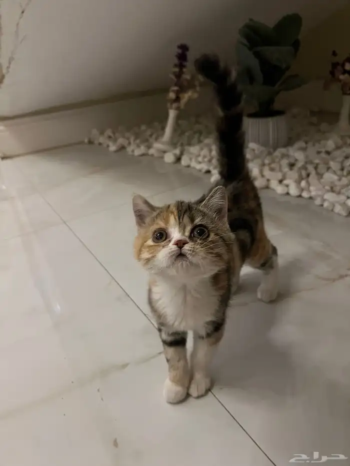 قطوة انثى 3