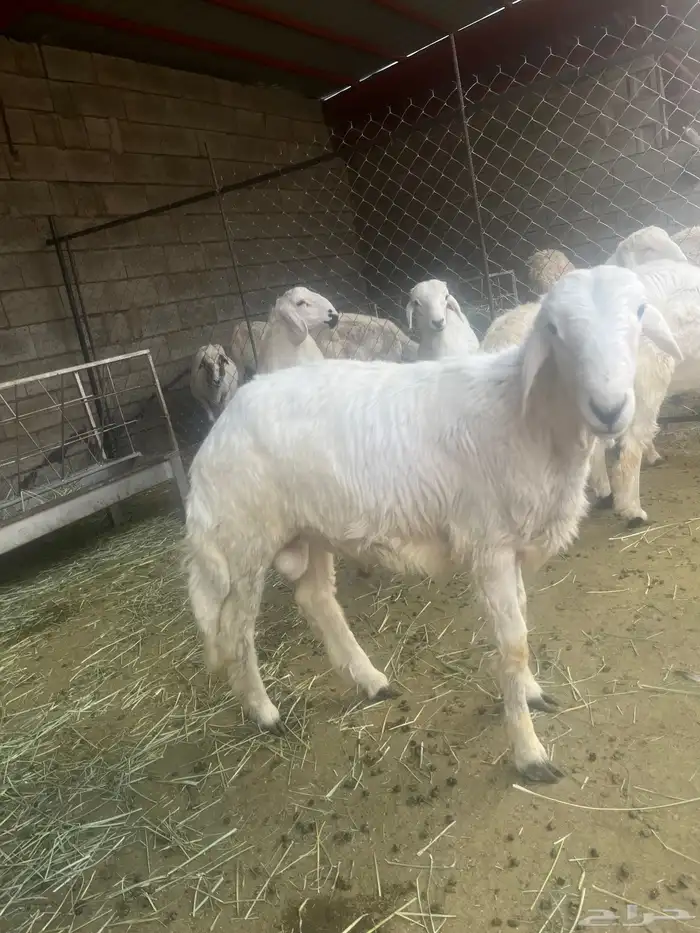 خروفين للبيع 3