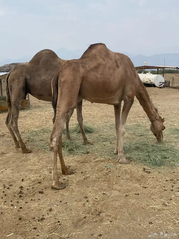 نياق مشروط شرط 3