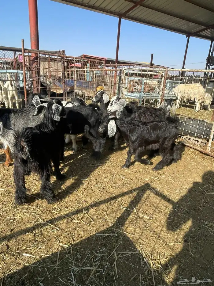 تيوس وجفرات 19