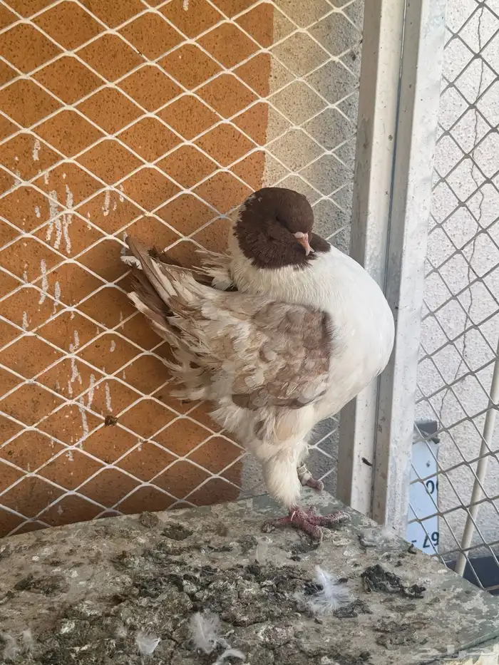 حمام كنق للبيع 3