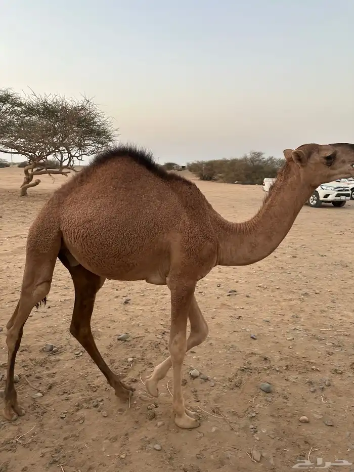 ثلاث حشو لحم للي عنده عرس ولا ملحمة أعمارها 10 شهور 7