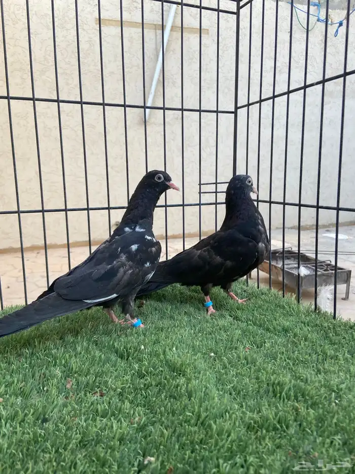 طبة رامبوري 4