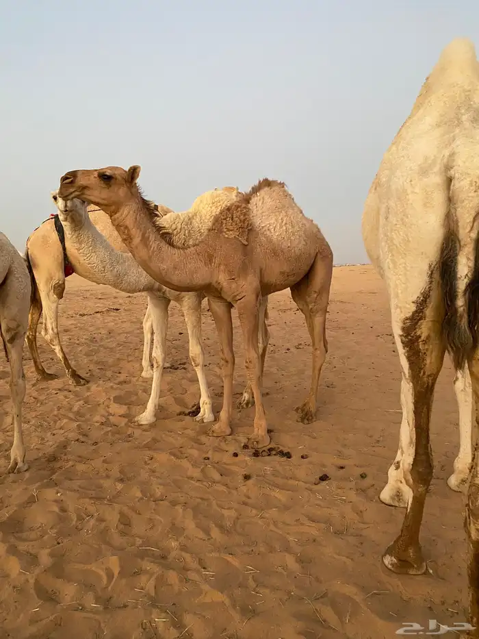 بكره كفو مغلقه علي حليب امها 1