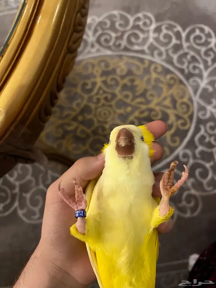 كويكر اصفر لاتينو عيون حمر 10