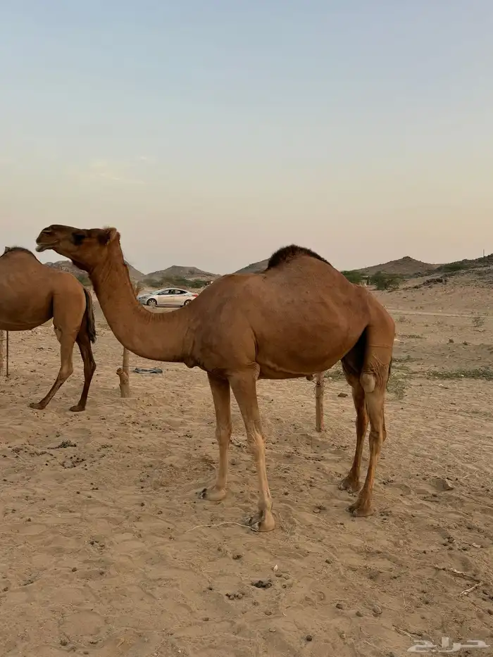 ناقه ساحليه حمراء ضروبه 3