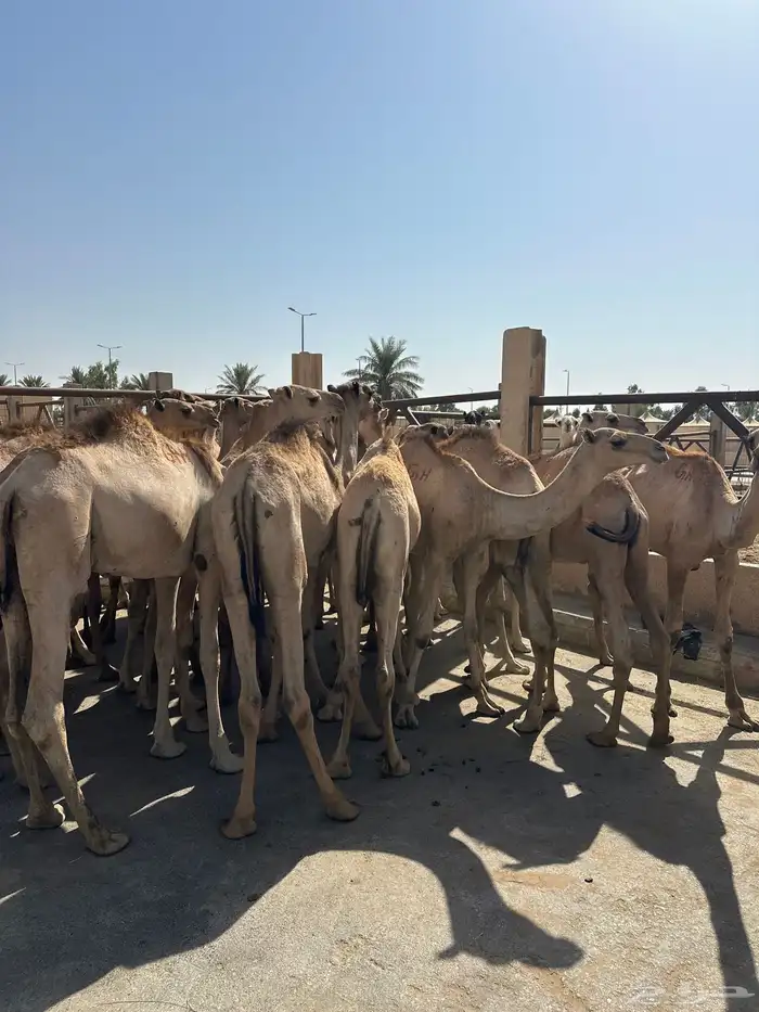 قعدان صومالي جديده. العدد 100 3