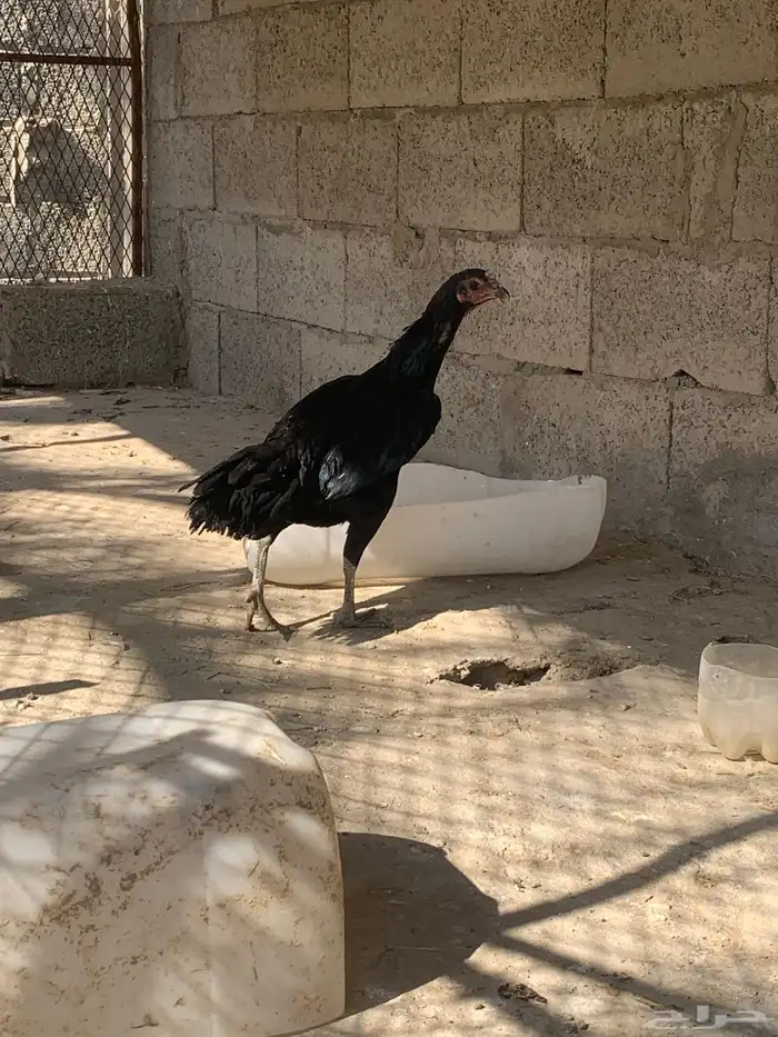 للبيع دجاج باكستاني شامو مستوى فاخر من آخر 7