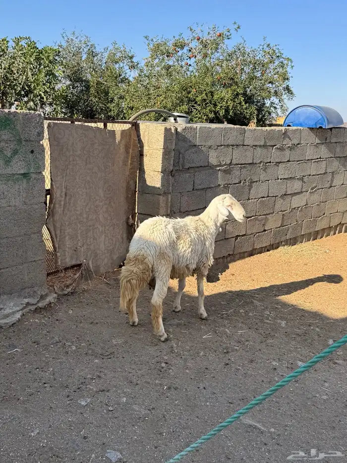 خروف للبيع 5