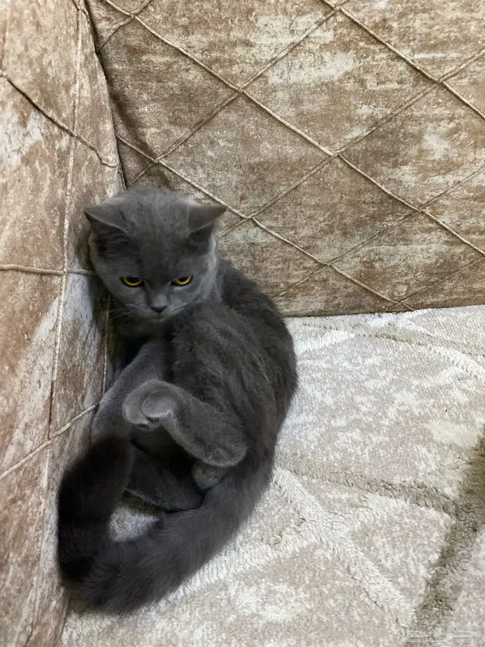 قط لتبني قرية العليا وفي توصيل النعيرية معى أكل ولتربوكس 0