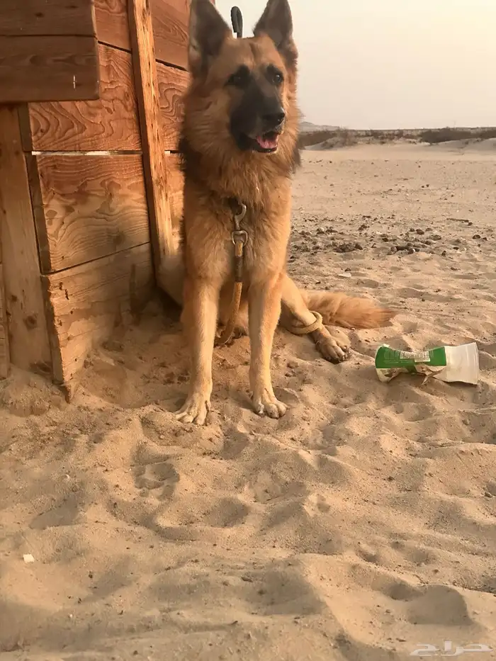 جيرمن وورك لاين ذكر 2