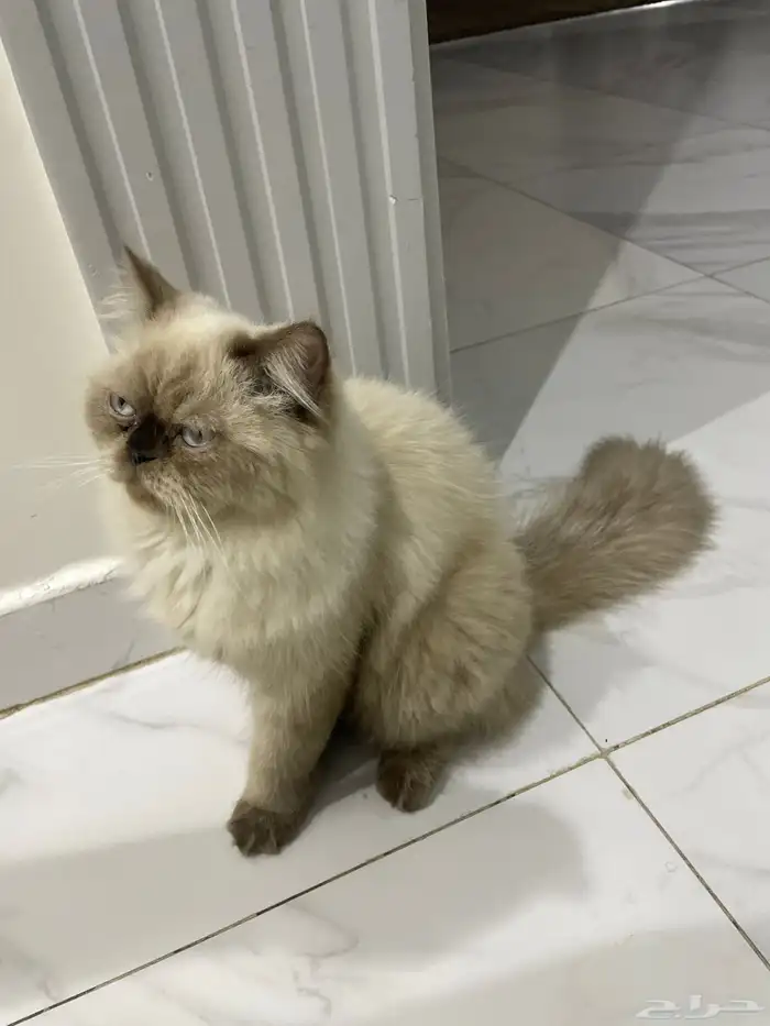 قط هملايا 2
