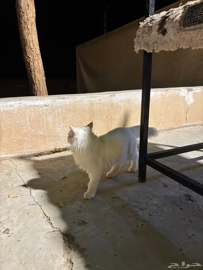 قطة شيرازية للبيع 3