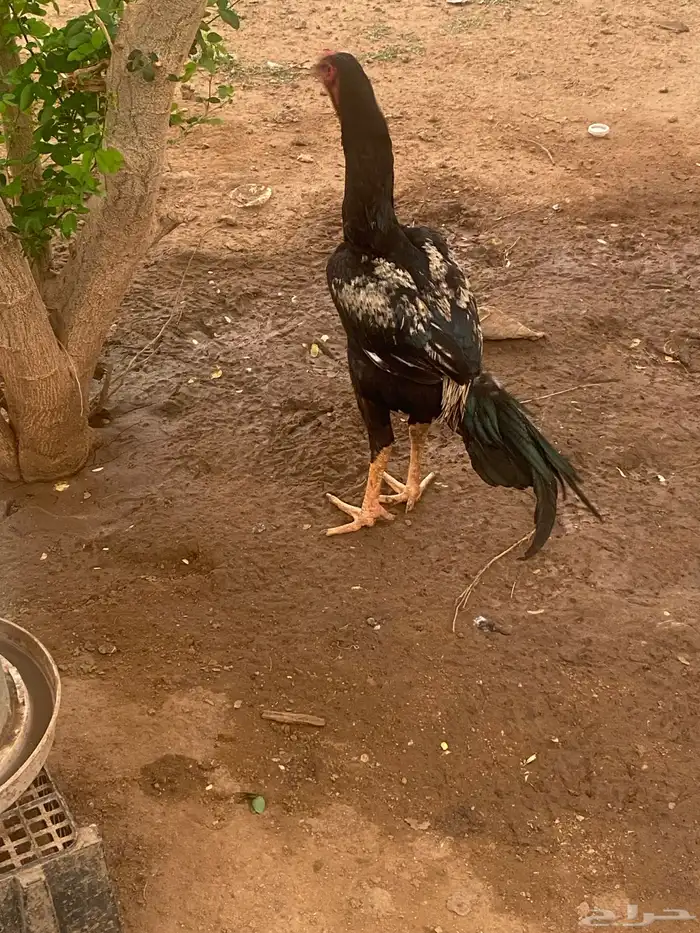 ديك سندي بيور بطل 2