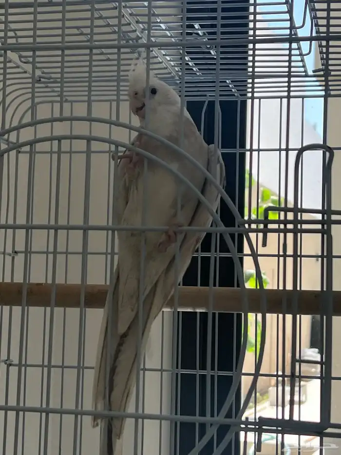 زوج كروان 0