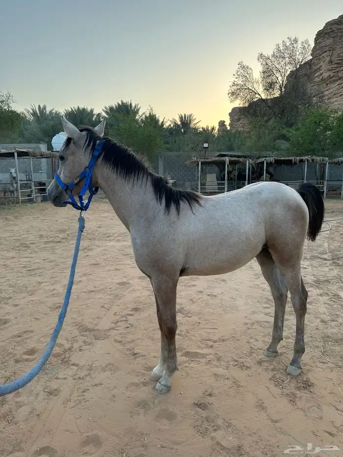 مهرة شعبية فاخره 0