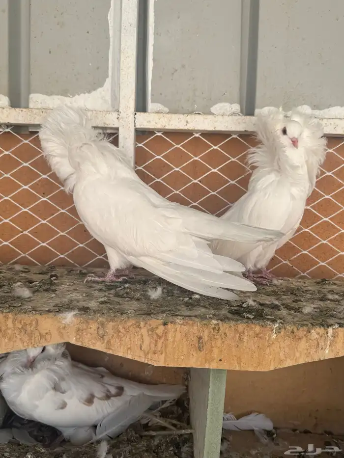 حمام بلجيكي للبيع 1