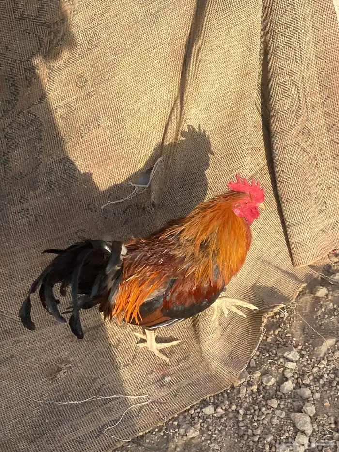 ما في مثله 0
