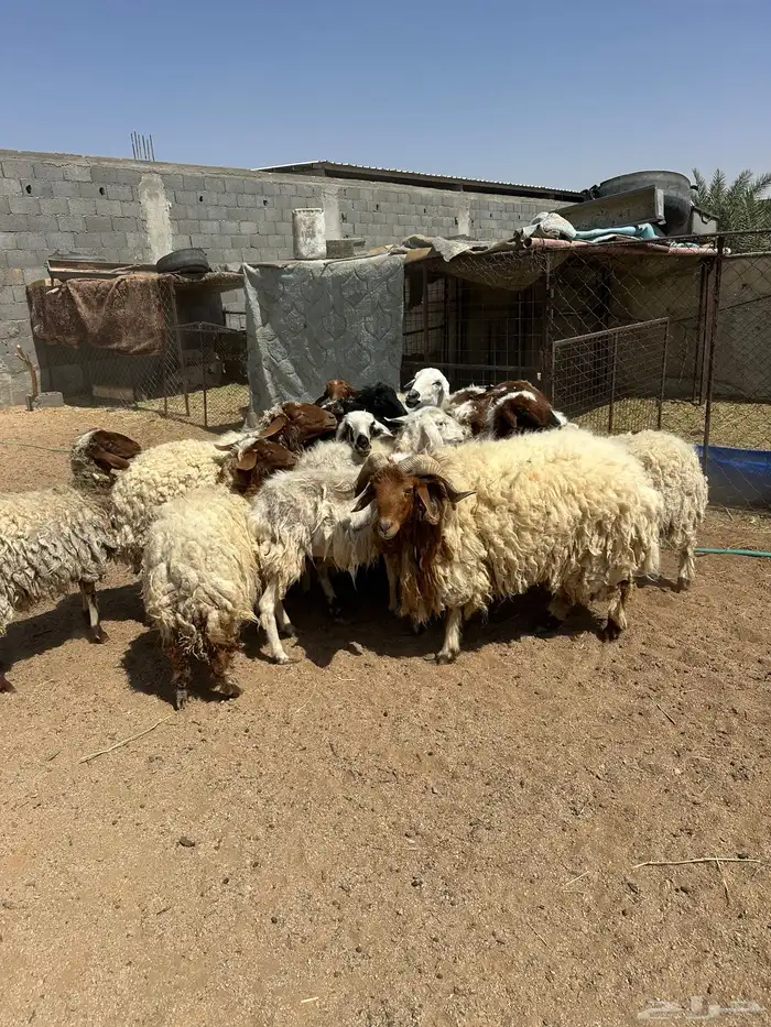شياه نعيم 2