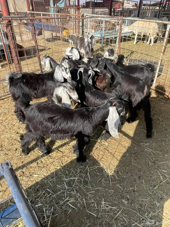 تيوس وجفرات 7