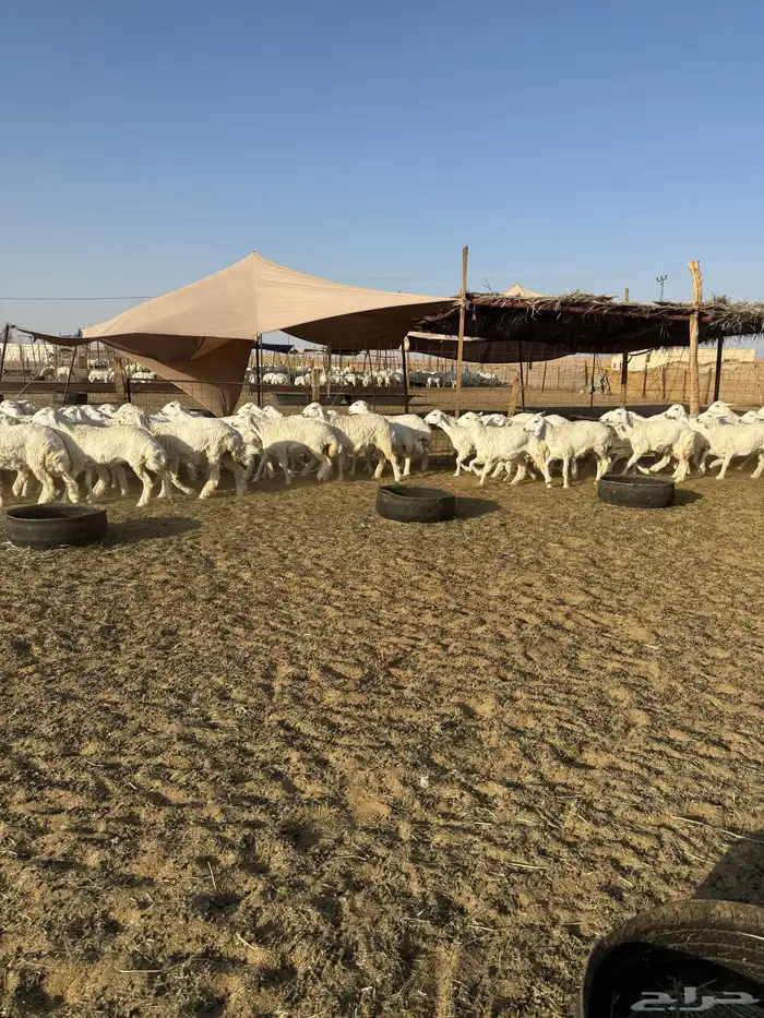 رخال حريات جذعات حرش 65 2