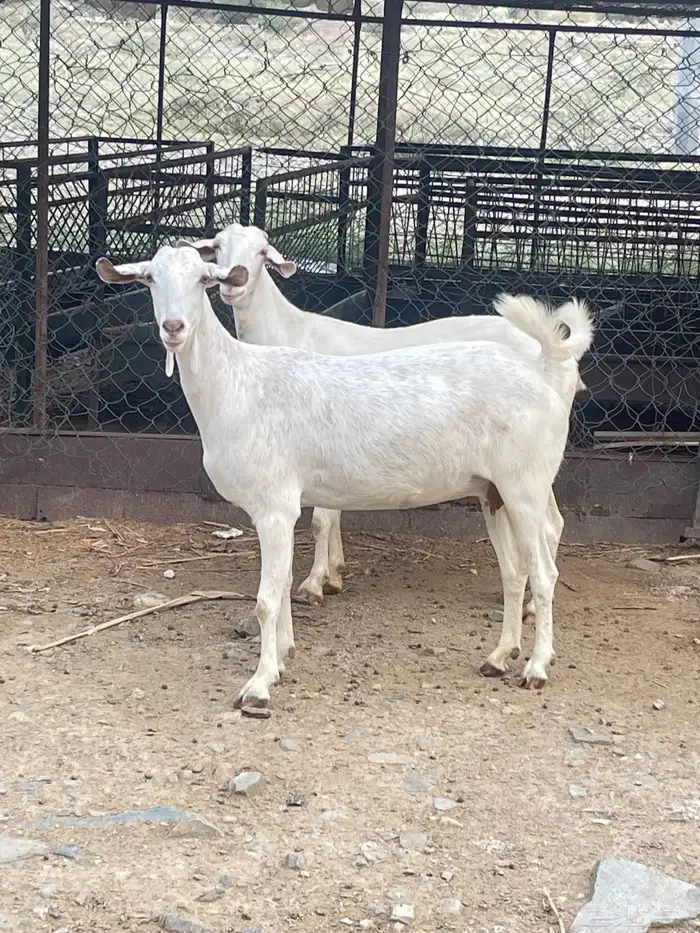 معزا بررص دفيع فواخر تم البيع 3