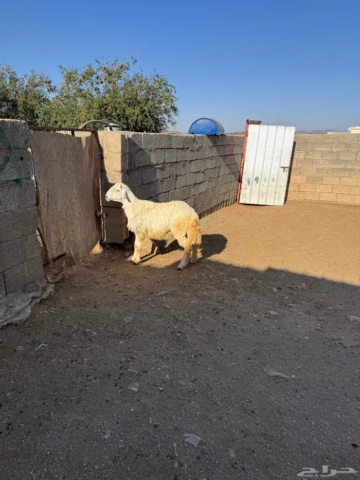 خروف للبيع 2